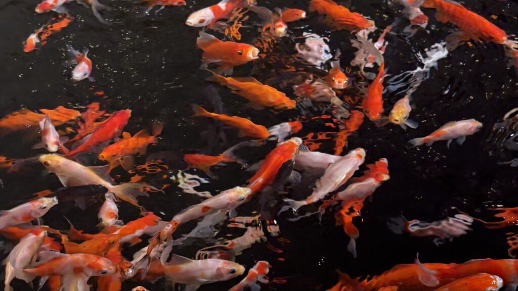 金魚の群れ