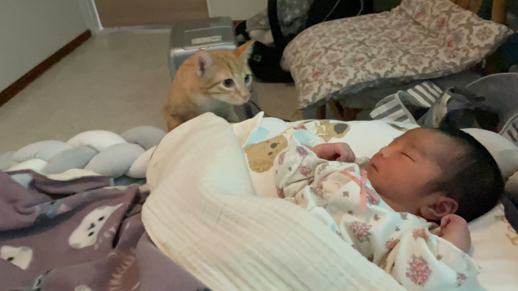 赤ちゃんにご対面猫