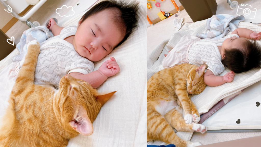 猫と赤ちゃん