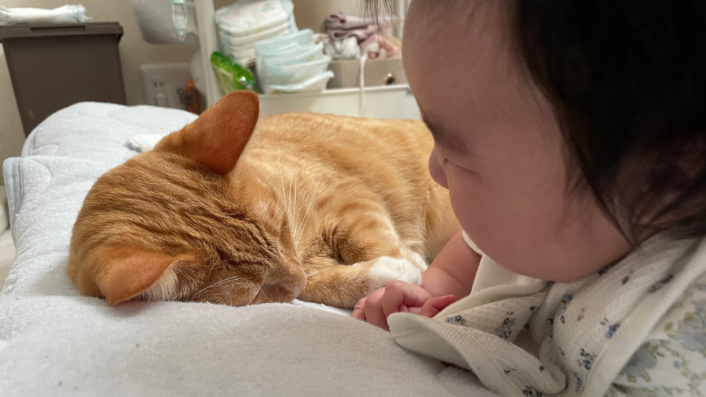 猫と赤ちゃん