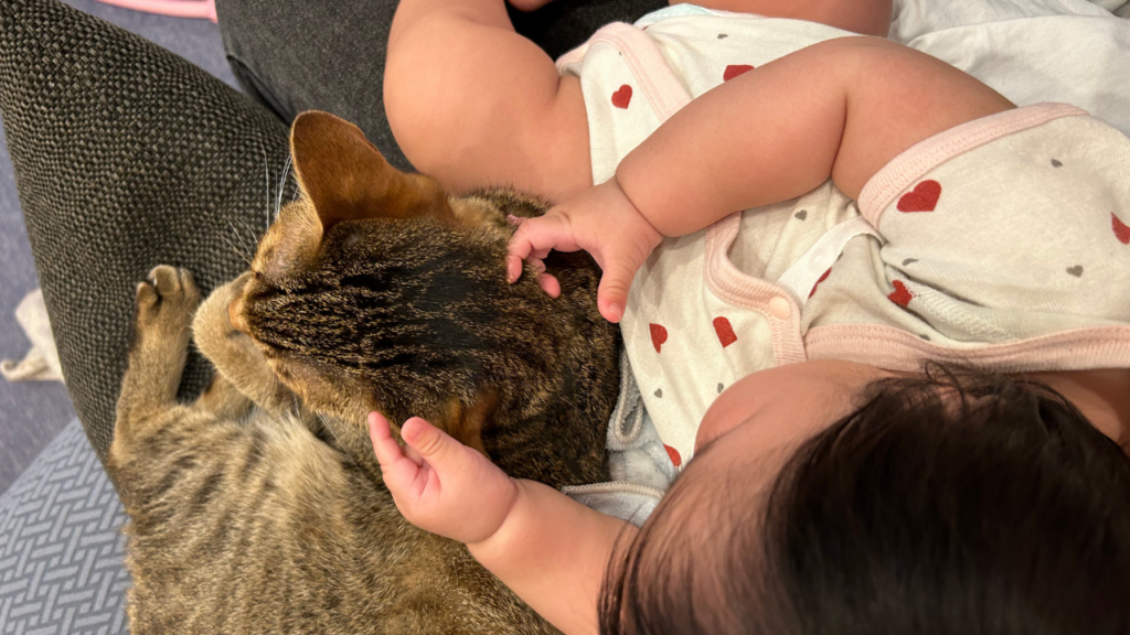 猫と赤ちゃん